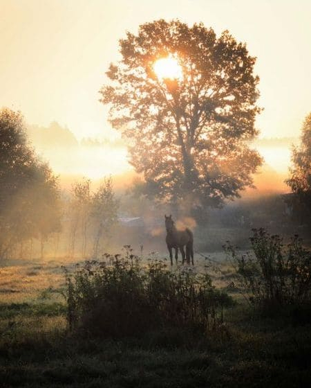 horse in the fog